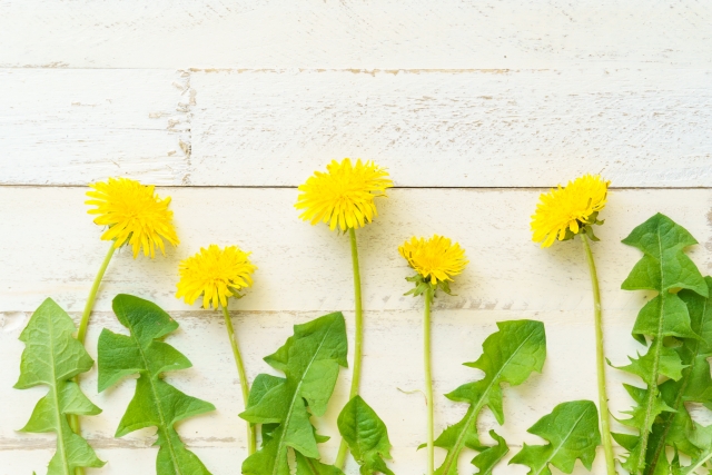 ネットで検索する猫